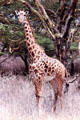 Masai Giraffe in Nairobi National Park. Kenya.