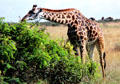 Masai giraffe bends its long neck to eat from a bush in Nairobi National Park. Kenya.