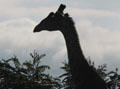 Silhouette of a Masai giraffe in Nairobi National Park. Kenya.