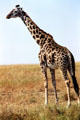 Masai Giraffe with jagged star-like spots which extend to hooves in Masai Mara National Reserve. Kenya.
