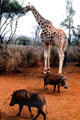 Rothschild giraffe irregular polygonal spot without marking on lower legs towers over warthogs at Giraffe Centre near Nairobi. Kenya.