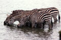 Common zebras drinking in Nairobi National Park. Kenya.