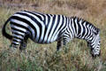A common zebra grazes in Masai Mara National Reserve. Kenya.