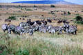 Herd of common zebra grazes in Masai Mara National Reserve. Kenya.