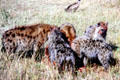 Spotted Hyaena feeding on carrion show their dog-like behavior in Masai Mara National Reserve. Kenya.