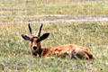 Bohor Reedbuck an antelope resting in grasses of Lake Nakuru National Park. Kenya
