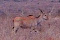 Eland in Nairobi National Park. Kenya.