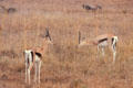 Thomson's gazelle in Nairobi National Park. Kenya.