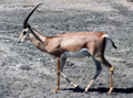 Thomson's gazelle one of many species of Antelope in Kenya in Masai Mara. Kenya.