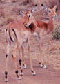 Impalas in Nairobi National Park. Kenya.