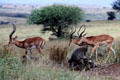 Impala & baboons in Nairobi National Park. Kenya.