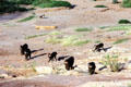 Troop of Yellow Baboons in Samburu National Reserve. Kenya.