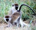 Vervet monkeys grooming each other at Nairobi National Park. Kenya.