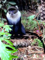 Sykes Blue Monkey in a city park in Nairobi. Kenya.