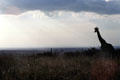 A giraffe contemplates landscape of Masai Mara National Reserve. Kenya.