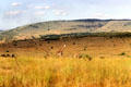 Giraffes on landscape of Masai Mara National Reserve. Kenya.