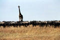 Giraffe waits for gnus traffic jam in Masai Mara National Reserve. Kenya.