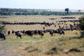 Herds of gnus in Masai Mara National Reserve. Kenya.
