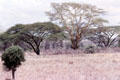 Landscape of brush in Kenya.