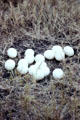 Ostrich eggs are laid directly on ground. Kenya.