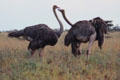Two female ostriches in Nairobi National Park. Kenya.
