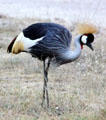 Grey Crowned Crane in Amboseli National Park. Kenya.