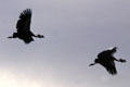 Crowned cranes in flight. Kenya.