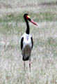 Saddle Bill Stork in Southern Kenya.