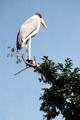 Maribou Stork standing on tree. Kenya.