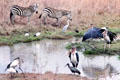 Waterhole with Maribou storks, zebra & ibises in Nairobi National Park. Kenya.