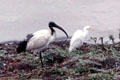 African sacred ibis & Cattle Egret in Nairobi National Park. Kenya.