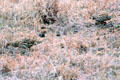 Shelley's francolin blend into grass of in Nairobi National Park. Kenya.