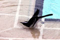 African Pied Wagtail wading in a pool in Nairobi. Kenya.