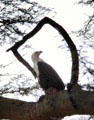 African fish eagle sits in a tree in Southern Kenya.