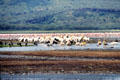 Pelicans & flamingos at Lake Nakuru National Park. Kenya.