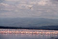 Flamingos wading impart pink color to Lake Nakuru National Park. Kenya.