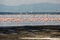 Lesser flamingos wading & in flight on Lake Nakuru National Park. Kenya.