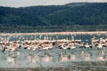 Lesser flamingos spread their wing in Lake Nakuru National Park. Kenya