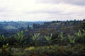 Central highlands landscape north of Nairobi where British settlers built banana & coffee plantations. Kenya.