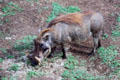 Warthog in Aberdare National Park. Kenya.