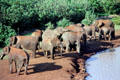 Forest elephants in Aberdare National Park which have different anatomy & habits from plains elephant. Kenya