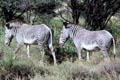 Grevy's zebra distinguished by their narrow stripes, run wild in Samburu National Reserve. Kenya