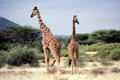 Reticulated Giraffes survey landscape of Samburu Reserve. Kenya.