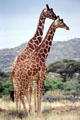 Pair of Reticulated Giraffes have sharp lines between polygonal spots in Samburu National Reserve. Kenya.