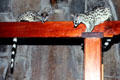 Small spotted Genet Cats on rafters in Samburu Lodge. Kenya.