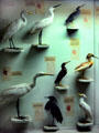 Almost every bird species of Kenya is displayed at National Museum in Nairobi. Kenya