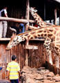 Visitors feed wild giraffe at Giraffe Centre near Karen, a suburb of Nairobi. Kenya.