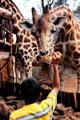 Hand feeding a Rothschild giraffe at Giraffe Centre near Nairobi. Kenya