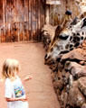 A little girl meets a Rothschild giraffe at Giraffe Centre near Nairobi. Kenya.