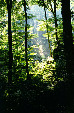 Luxembourg Petite Suisse nature park forest. Luxembourg.